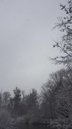 Low angle view of bare trees against clear sky