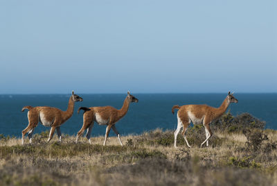 Herd of deer on field against sky