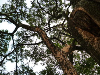 Low angle view of trees against sky