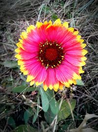 Close-up of red flower