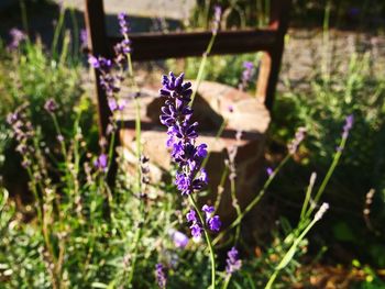 Close-up of purple flowering plant on field