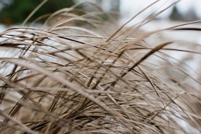 Close up of grass reeds in the winter