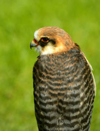 Red-footed falcon latin name falco vespertinus is widespread accross europe