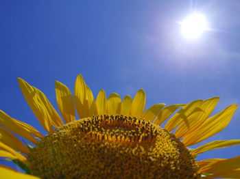 Close-up of sunflower against sky