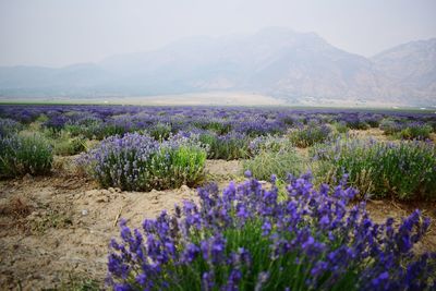 Purple flowering plants on field by mountains against sky