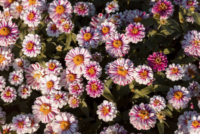 Full frame shot of purple flowers