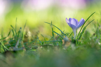 Close-up of purple crocus flowers on field