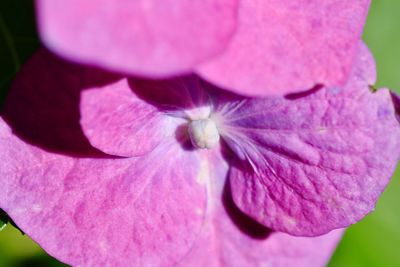 Close-up of pink flower blooming outdoors