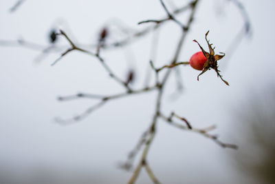 Close-up of red berries on branch