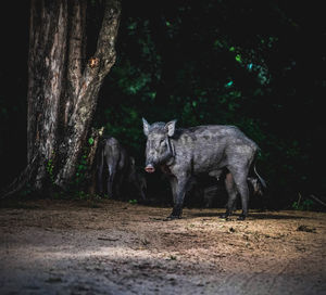 View of elephant in the forest