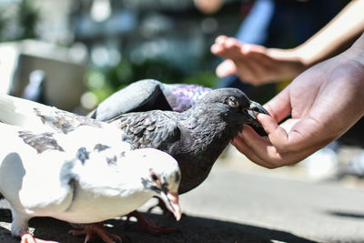 Close-up of hand feeding birds