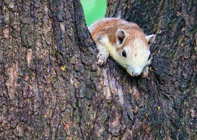 Close-up of squirrel on tree trunk