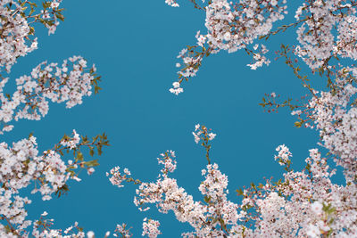 Low angle view of cherry blossoms against blue sky