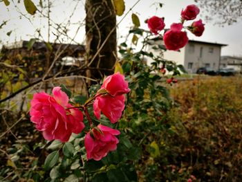 Close-up of pink flowers growing on plant