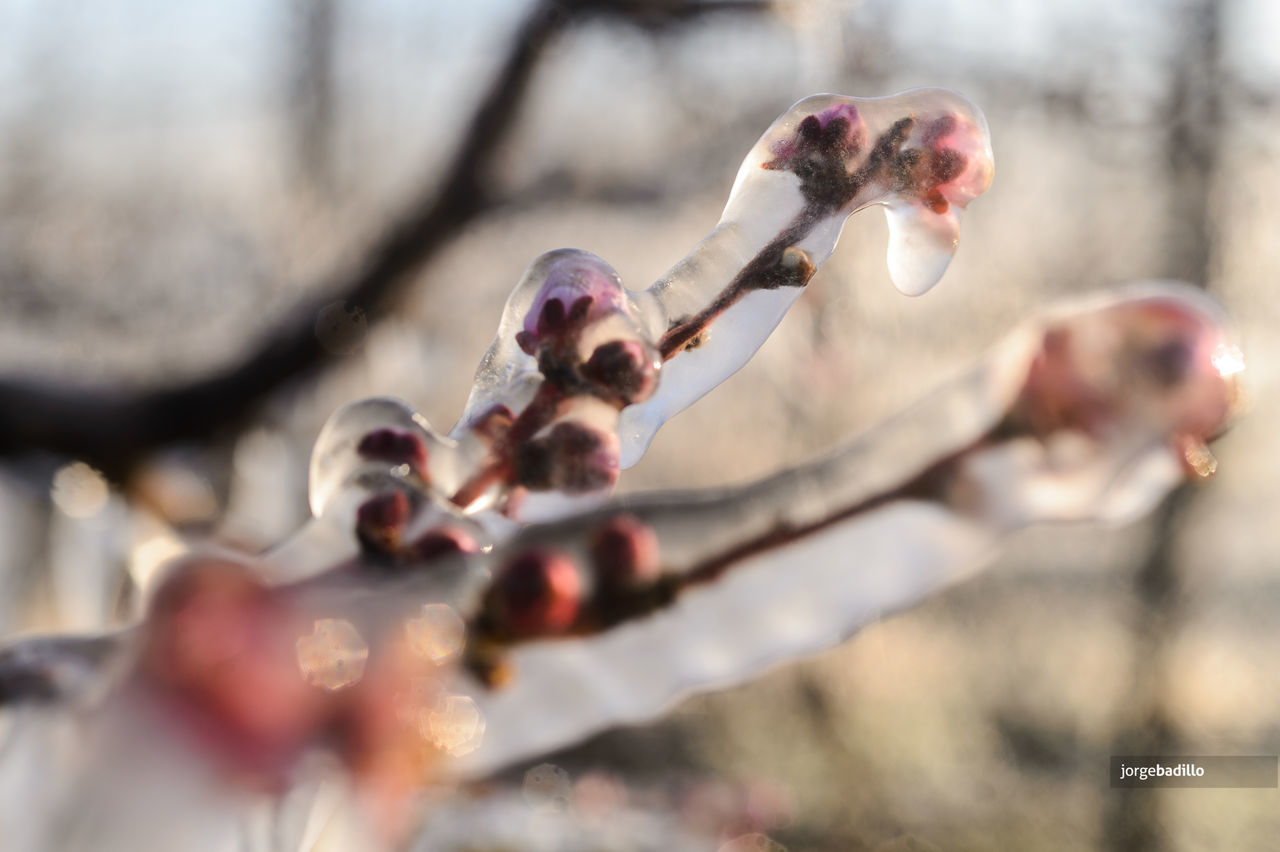 CLOSE-UP OF BERRIES ON TREE