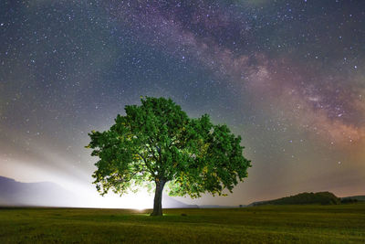 Trees on field against sky at night