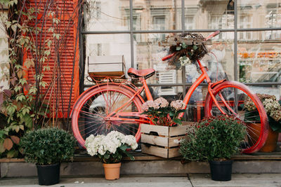 View of potted plants against building