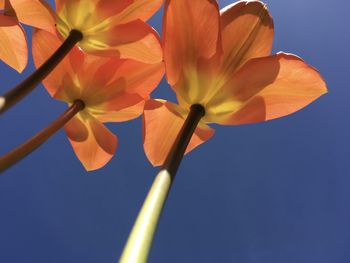 Low angle view of flowering plant against blue sky