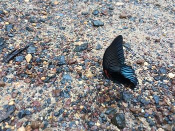 High angle view of crab on shore
