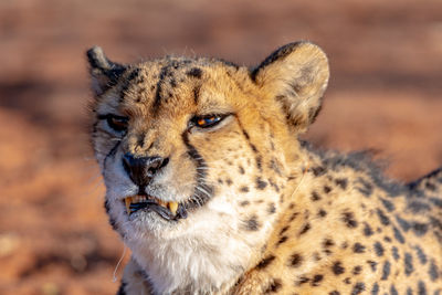 Close-up portrait of a cat