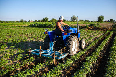 A farmer on a tractor cultivates a potato plantation. young potatoes bushes agroindustry