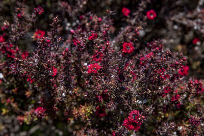 Close-up of purple flowering plants on field