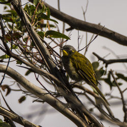 Low angle view of bird perching on branch