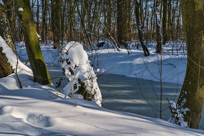Snow covered field by trees in forest