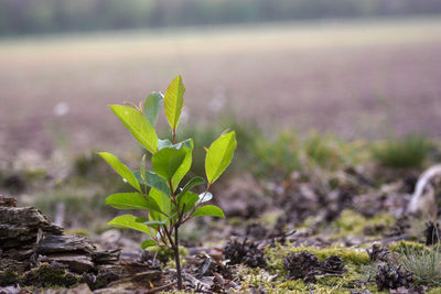 Close-up of plant growing on field