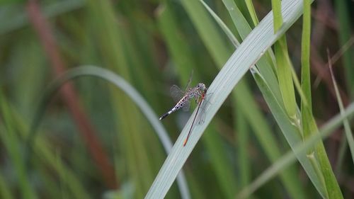 Close-up of insect on grass