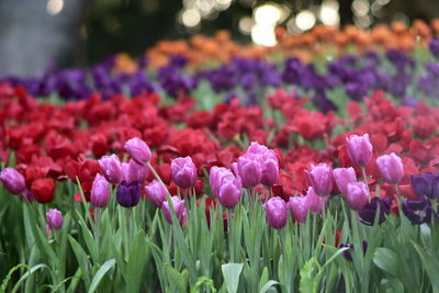 Close-up of pink flowering plants