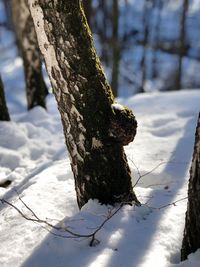 Close-up of snow covered tree trunk on field during winter