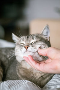 Close-up of hand holding cat