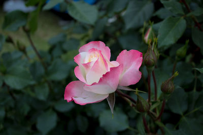 Close-up of pink rose