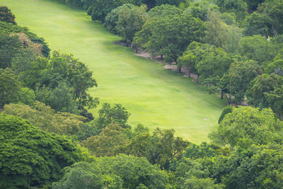 High angle view of trees in forest