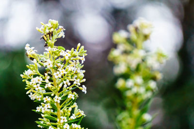 Close-up of white flowering plant