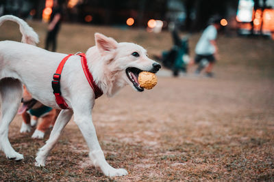 Dog looking away