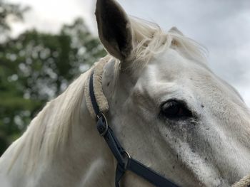 Horses ears and eye