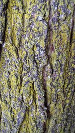 Full frame shot of tree trunk
