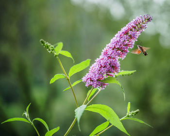 Close-up of bumblebee on purple flowers