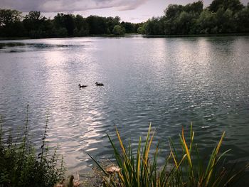 View of ducks swimming in lake