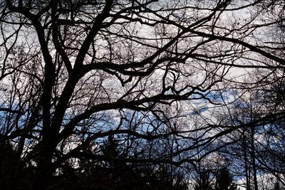 Low angle view of tree against sky