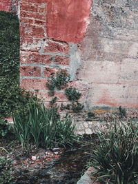 Plants growing on wall of old building