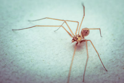 Close-up of spider