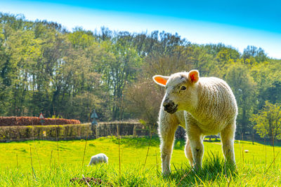 Close-up of a three week old lamb on green grass field in spring sunshine