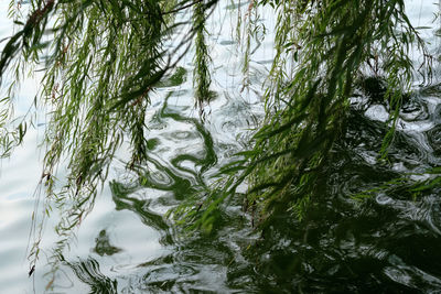 High angle view of trees by calm lake