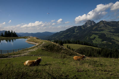 Nice view from a alp of bayrischzell - cows enjoying life - paragliding 