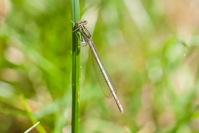 Close-up of dragonfly on grass