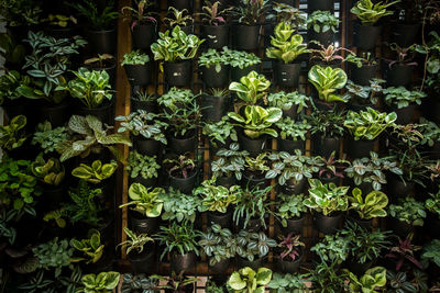 Plants growing in potted plant