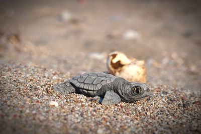 Close-up of young turtle on sand at beach